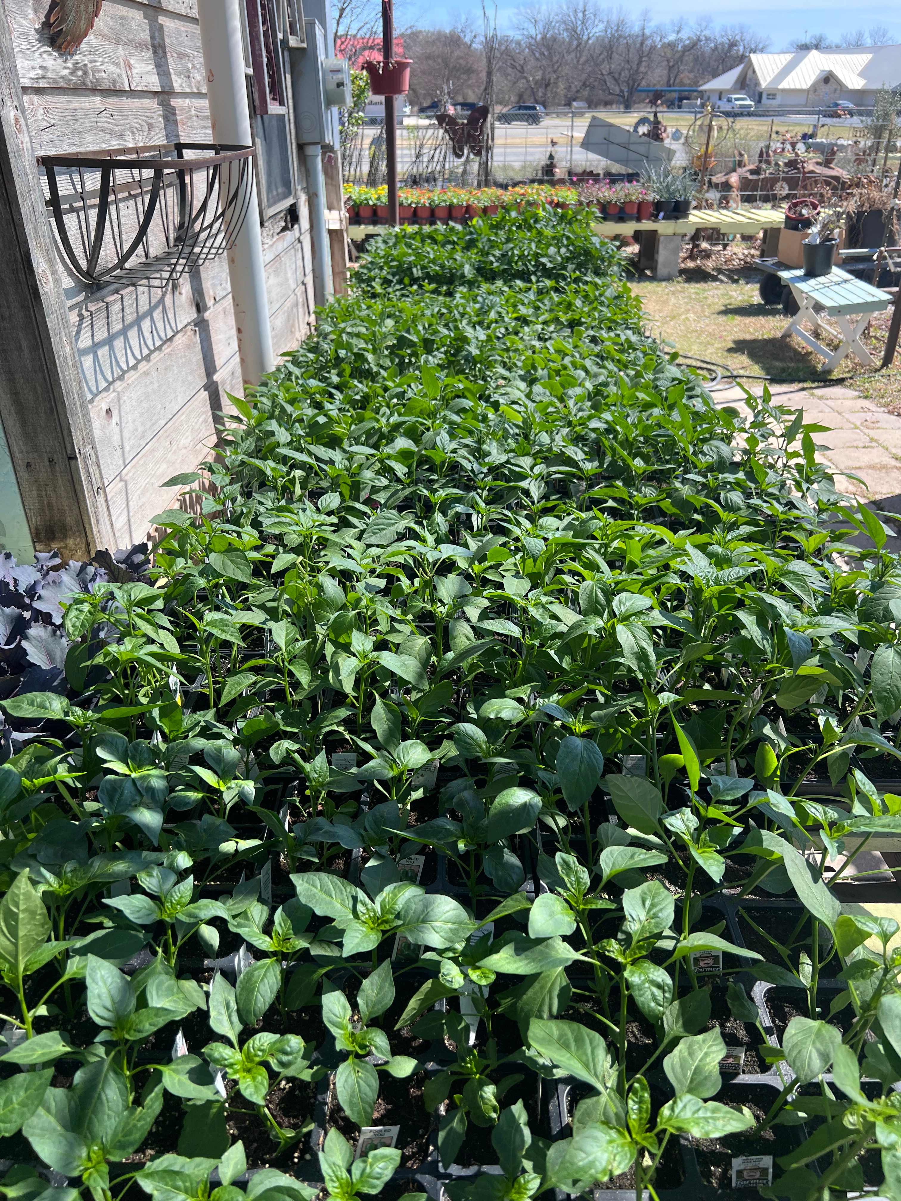 Rows of pepper and vegetable transplants growing in the greenhouse at Trees Forever Nursery in Brownwood, TX