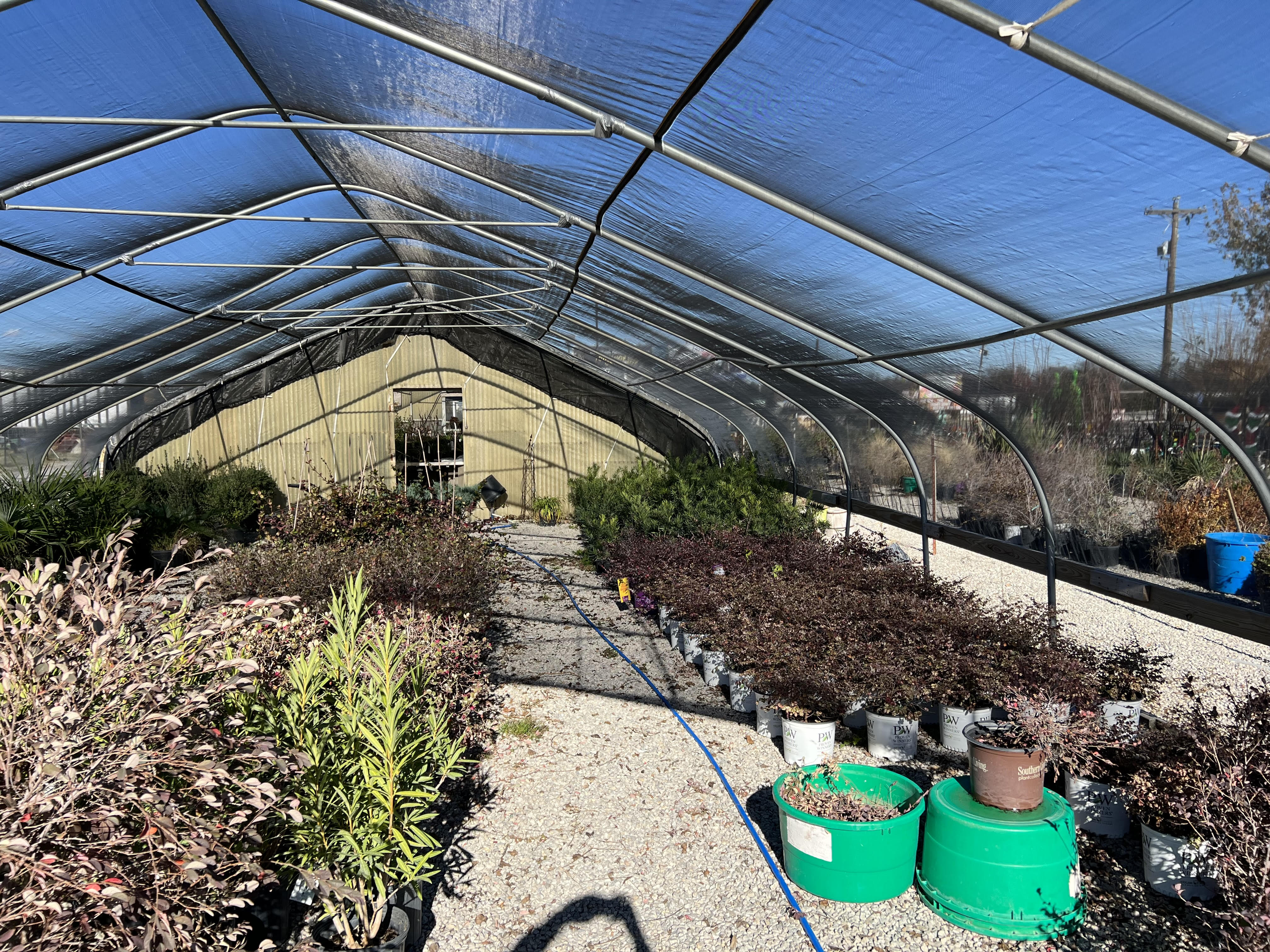 Full, established hedge shrubs in black nursery pots ready for pickup at Trees Forever Nursery