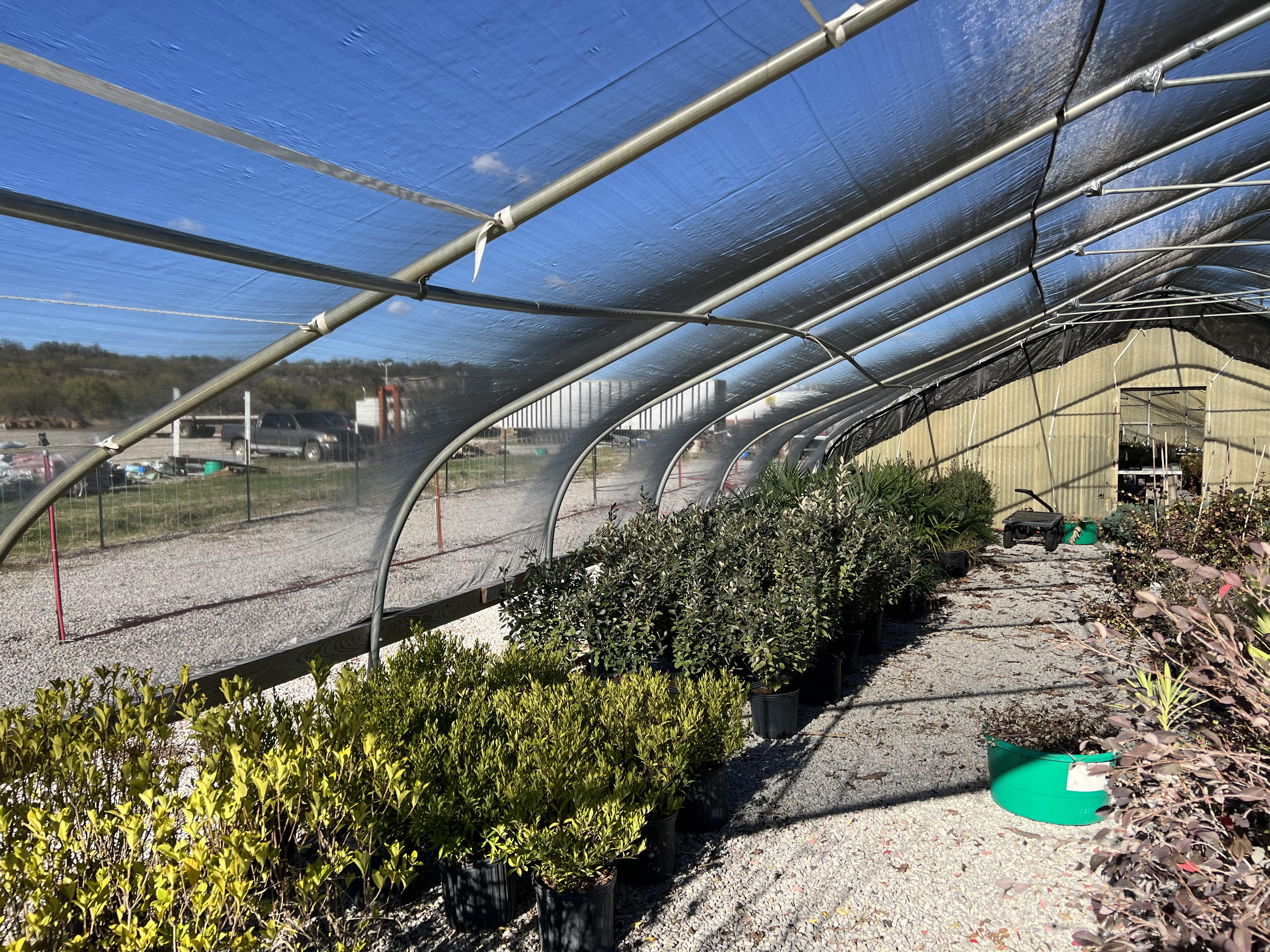 Rows of potted shrubs growing under a shade house at Trees Forever Nursery in Brownwood, TX